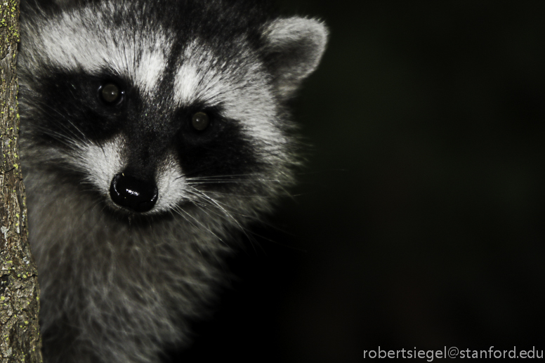 raccoon at night